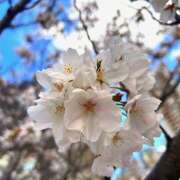 ヒメ日記 2025/04/04 18:42 投稿 るり 巨乳痴女専門店 萌えの隣人 新宿店