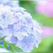 ヒメ日記 2026/07/08 07:21 投稿 天宮あき マダム撫子(なでしこ)～麗しの楽園ソープ～