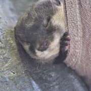 ヒメ日記 2025/10/04 18:30 投稿 ひろ 熟女の風俗最終章 蒲田店