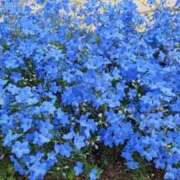 ひろ ありがとう💞 熟女の風俗最終章 蒲田店