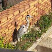 ヒメ日記 2026/10/07 20:41 投稿 都しずか マダム撫子(なでしこ)～麗しの楽園ソープ～