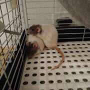 ヒメ日記 2025/01/29 16:38 投稿 ななせ 静岡駅前ちゃんこ