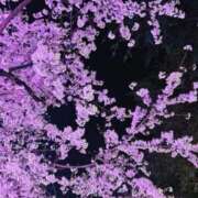 ヒメ日記 2025/04/04 23:10 投稿 あおい 逢って30秒で即尺