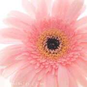 ヒメ日記 2025/11/18 11:02 投稿 畑野りえ 五十路マダム　和歌山店