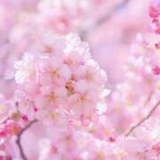 ヒメ日記 2025/04/08 11:53 投稿 早乙女るな しこたま奥様 横浜店