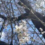 ヒメ日記 2025/03/25 09:59 投稿 KAORUKO TALL