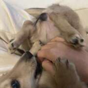 ヒメ日記 2025/05/16 07:49 投稿 さら 夜這い本舗