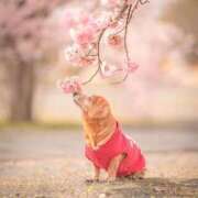 ヒメ日記 2025/03/14 23:29 投稿 かのん 熊本ちゃんこ　八代店