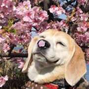 ヒメ日記 2025/04/18 22:19 投稿 かのん 熊本ちゃんこ　八代店