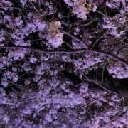 ヒメ日記 2025/04/11 10:07 投稿 えま★麗しきハイレベルF乳美女♪ ViVi-ヴィヴィ-(金津園)