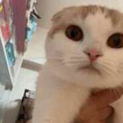 ヒメ日記 2025/04/23 12:56 投稿 ネコ【小柄なロリバニー】 バニーコレクション 中洲店