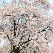 ヒメ日記 2026/03/17 19:34 投稿 安堂 LA BELLA（ラベーラ）