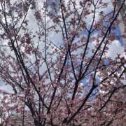 ヒメ日記 2025/03/17 13:25 投稿 つむぎ 奥鉄オクテツ東京店（デリヘル市場）