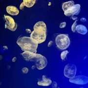 ヒメ日記 2025/03/31 20:00 投稿 あおい ミルキーラテ