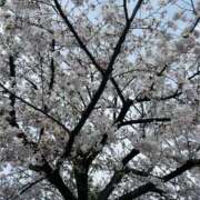 ヒメ日記 2025/04/05 20:24 投稿 あおい ミルキーラテ