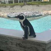 ヒメ日記 2025/06/17 20:35 投稿 あおい ミルキーラテ