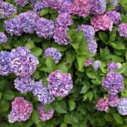 ヒメ日記 2025/07/19 12:55 投稿 あおい ミルキーラテ