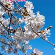 ヒメ日記 2025/04/08 10:54 投稿 西ありさ 日暮里ド淫乱倶楽部