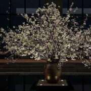 ヒメ日記 2025/02/11 17:00 投稿 ゆり Number Five 品川（シンデレラグループ）