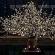 ヒメ日記 2025/05/27 20:00 投稿 ゆり Number Five 品川（シンデレラグループ）