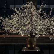 ヒメ日記 2025/06/26 20:00 投稿 ゆり Number Five 品川（シンデレラグループ）