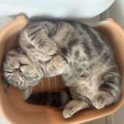 ヒメ日記 2025/01/29 17:01 投稿 くろい ホワイトハウス