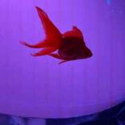 ヒメ日記 2025/01/27 21:04 投稿 本条　アスカ タッチVIP