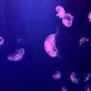 ヒメ日記 2025/01/29 16:12 投稿 本条　アスカ タッチVIP