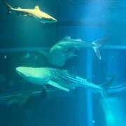 本条　アスカ こんにちは タッチVIP