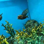 本条　アスカ こんにちは タッチVIP