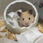 ヒメ日記 2025/01/28 20:14 投稿 くるみ 池袋ぱんぷきん（シンデレラグループ）