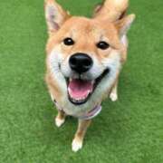 ヒメ日記 2025/03/04 23:01 投稿 くるみ 池袋ぱんぷきん（シンデレラグループ）