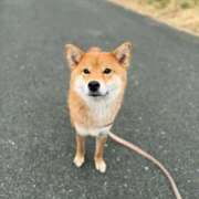 ヒメ日記 2025/03/25 20:11 投稿 くるみ 池袋ぱんぷきん（シンデレラグループ）