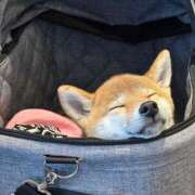 ヒメ日記 2025/04/27 00:24 投稿 くるみ 池袋ぱんぷきん（シンデレラグループ）