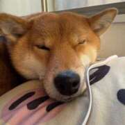 ヒメ日記 2025/05/09 00:10 投稿 くるみ 池袋ぱんぷきん（シンデレラグループ）