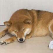 くるみ おはよ〜?? 池袋ぱんぷきん（シンデレラグループ）