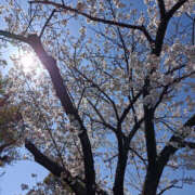 ヒメ日記 2025/04/04 14:00 投稿 ななお 奥鉄オクテツ東京店（デリヘル市場）