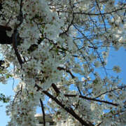 ヒメ日記 2025/04/05 23:00 投稿 ななお 奥鉄オクテツ東京店（デリヘル市場）