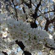 ヒメ日記 2025/04/06 23:50 投稿 ななお 奥鉄オクテツ東京店（デリヘル市場）