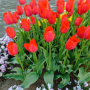 ヒメ日記 2025/04/11 07:25 投稿 ななお 奥鉄オクテツ東京店（デリヘル市場）