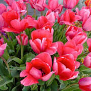 ヒメ日記 2025/04/15 11:50 投稿 ななお 奥鉄オクテツ東京店（デリヘル市場）