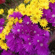 ヒメ日記 2025/04/21 15:35 投稿 ななお 奥鉄オクテツ東京店（デリヘル市場）