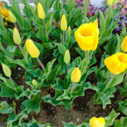 ヒメ日記 2025/04/26 11:15 投稿 ななお 奥鉄オクテツ東京店（デリヘル市場）