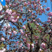 ヒメ日記 2025/04/27 12:10 投稿 ななお 奥鉄オクテツ東京店（デリヘル市場）