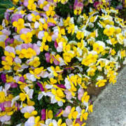 ヒメ日記 2025/04/29 11:40 投稿 ななお 奥鉄オクテツ東京店（デリヘル市場）