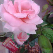 ヒメ日記 2025/05/09 06:45 投稿 ななお 奥鉄オクテツ東京店（デリヘル市場）