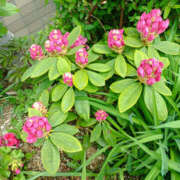 ヒメ日記 2025/05/18 11:45 投稿 ななお 奥鉄オクテツ東京店（デリヘル市場）