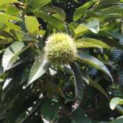 ヒメ日記 2025/08/06 08:40 投稿 ななお 奥鉄オクテツ東京店（デリヘル市場）