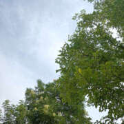 ヒメ日記 2025/08/17 12:30 投稿 ななお 奥鉄オクテツ東京店（デリヘル市場）