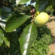 ヒメ日記 2025/08/25 07:25 投稿 ななお 奥鉄オクテツ東京店（デリヘル市場）
